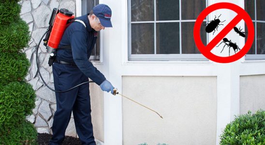 Baklan Hamam Böceği İlaçlama böcek ilaçlama ve haşere kontrolü — ilaclama-tr.com